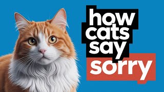 Understanding Cats' Apology Behavior