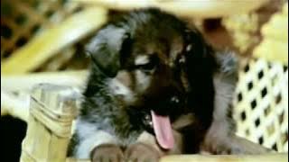 Aye Zindagi Gale Lagaa Le Full Video - Sadma|Sridevi, Kamal Haasan|Suresh Wadkar|Gulzar