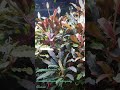 #short#Shorts#Aquarium#Bucephalandra#Tank #Kedagang Classic#Fake Catrihnae