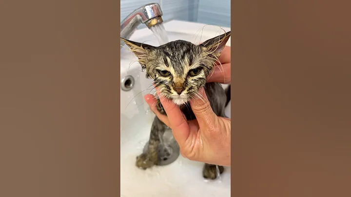 Watch the video about Tiny Fluffy Kitty Bath Time Mayhem! 😹🚿🥺 #cutebaby #cat #adoptstrays #cute #funny #cats #pets