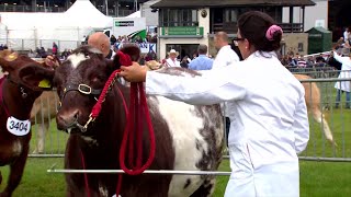 Gwartheg Byrgorn Heffer | Beef Shorthorn Heifers