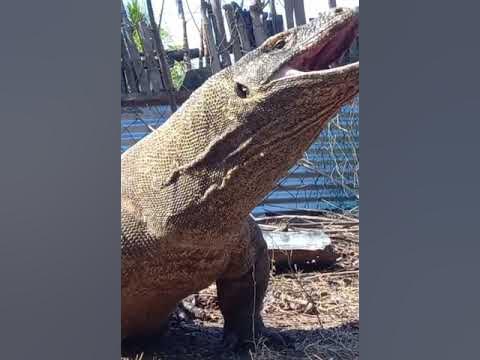 The komodo dragon eats the goat alive 🐐🐲😭😭😱 - YouTube