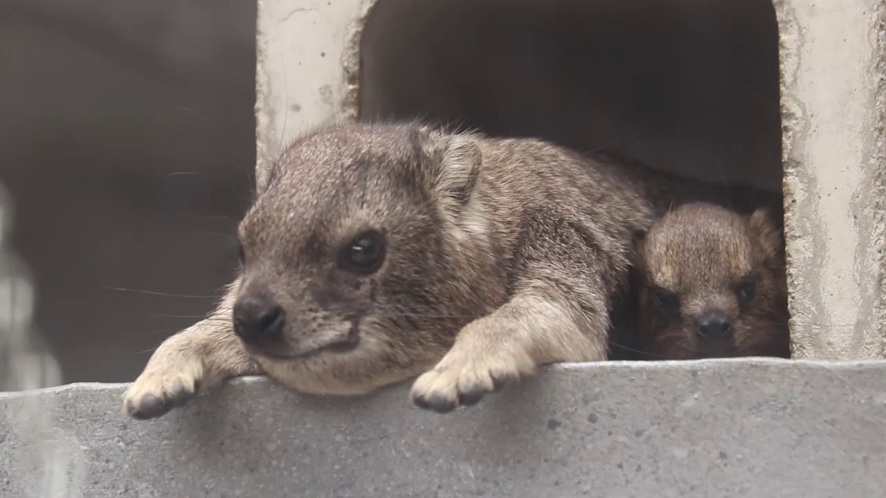 こらくふぁーむ こらくふぁーむ