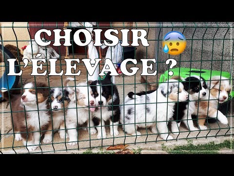 Vidéo: Comment Choisir Un éleveur De Chiens Expérimenté