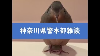暇空茜の配信のサムネイル画像