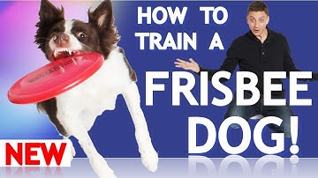 How to Train Your Dog to Play Frisbee!