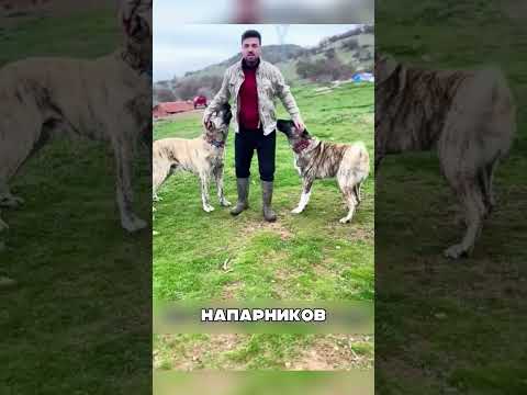 Алабаи ВСТРЕТИЛИ хищников и защитили щенка😤🐕🐺