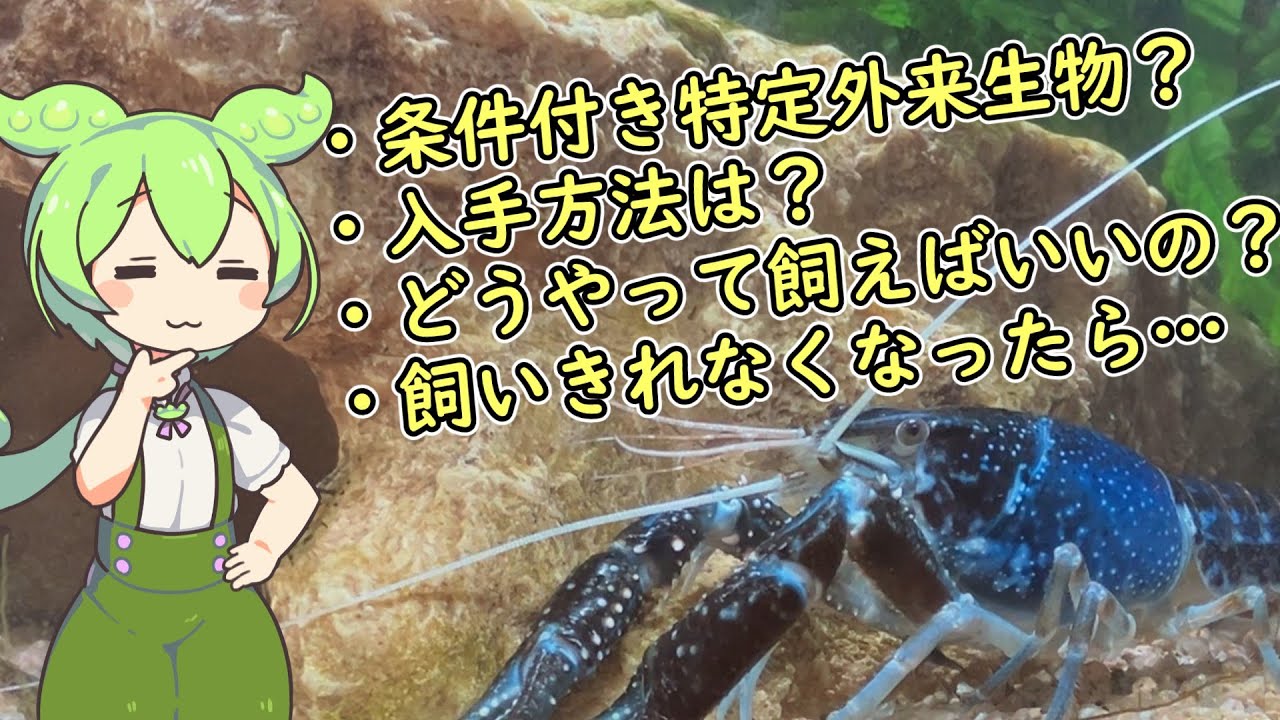 ザリガニ販売しております。 maxresdefault.jpg