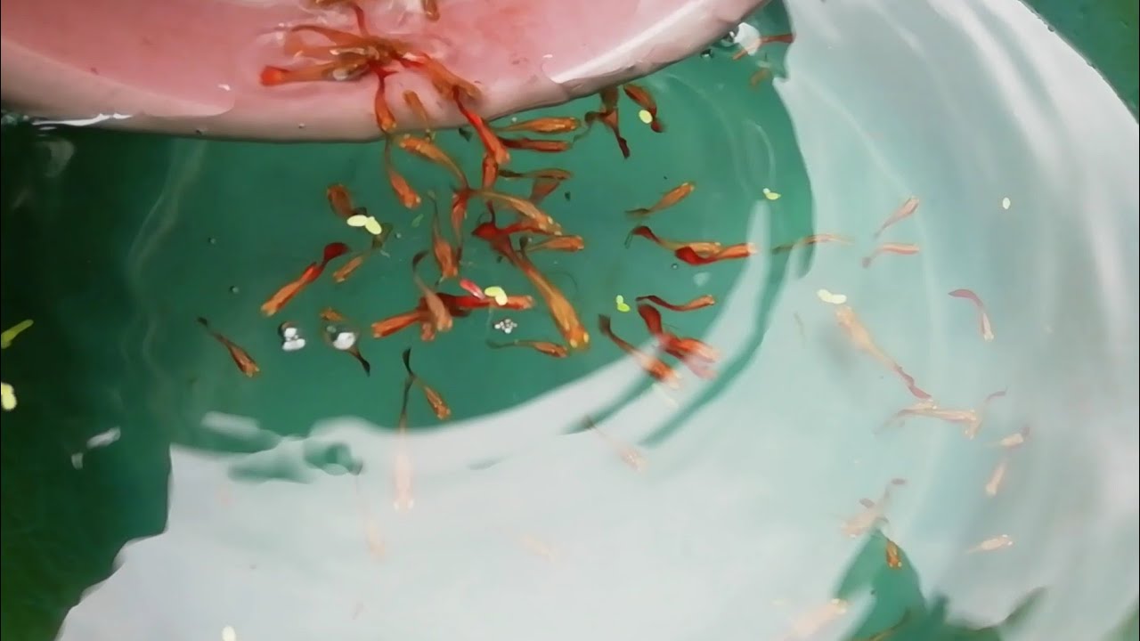 This is the reason why small Aquarium fish dieThis is enough to keep