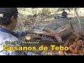 GUSANOS DE TEBO,Como sacar tebos