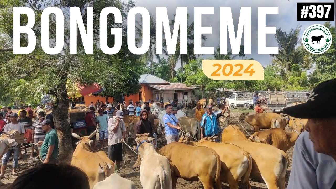 PASAR SAPI DI GORONTALO | Pasar Sapi Bongomeme eps.397
