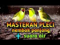 Masteran Pleci Nembak Panjang Plus Suara Air Membuat Pleci Buka Paruh Pleci Gacor Dan Pleci Ngalas Mp3 - Mp4 Download