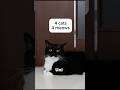4 cats. 4 meows