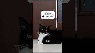 4 cats. 4 meows