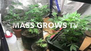 DIY Veg tent