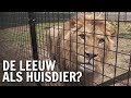 Waarom heeft de mens de leeuw als huisdier? | De Buitendienst over Wilde dieren