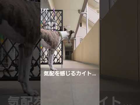 ただならぬ気配を感じるウィペットのカイトオッサン…。 Whippet Dog KAITO Feel an Unusual Sign...