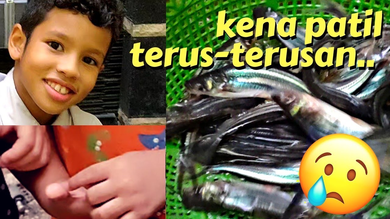 Hunayn menuang Ikan Patin 200 ekor, tajam banget, nyangkut di jaring