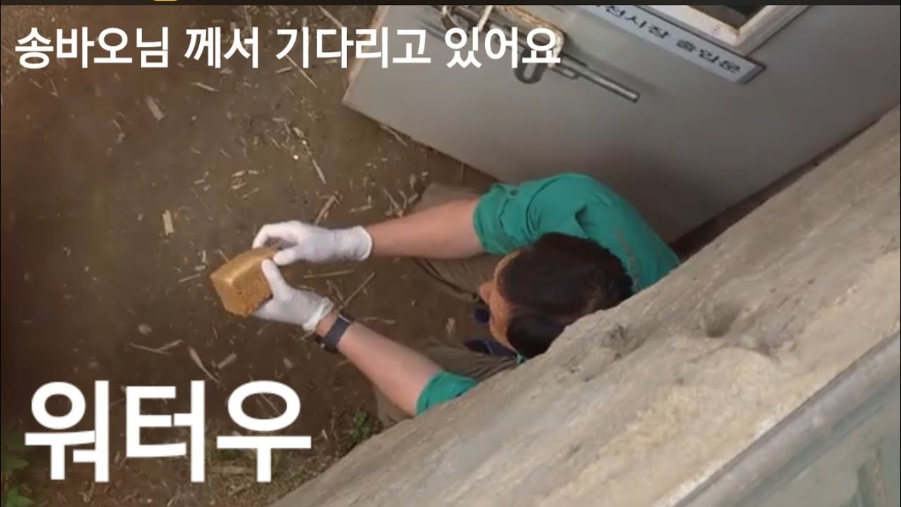 2024년 9월 26일 송바오님 께서 양손에 워터우 로 - YouTube