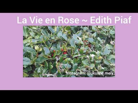 La Vie En Rose-Edith Piaf||Cover