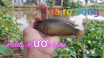 Câu cá rô đồng, mùa nước nổi#caucatv186#cauca
