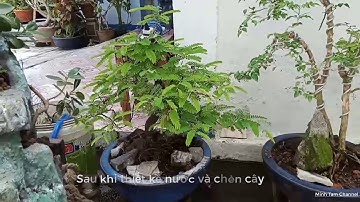 Hòn non bộ từ xốp và xi măng - rockery from foam and cement