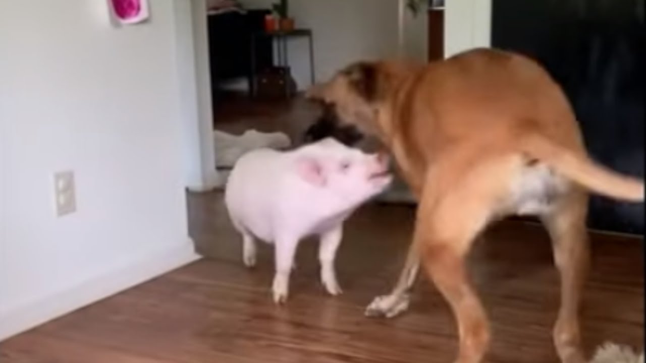 videos for cats Mastiffs play with their piggy best friend