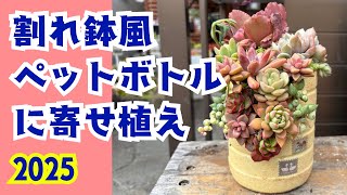 Succulents] I made a group planting using Blue Curls❣️ - YouTube