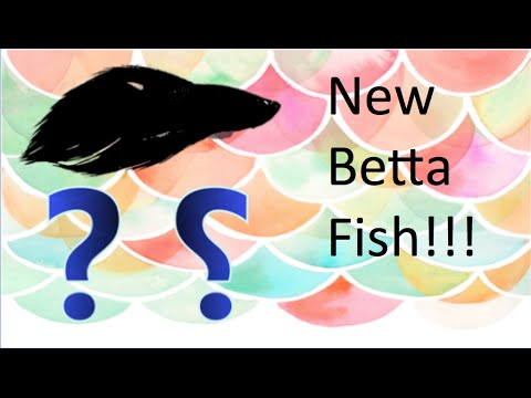 travel rock bariloche Meet my new Betta