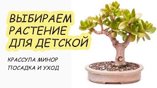 Как выбрать неприхотливое растение в детскую мальчика? Пересадка, уход, выбор горшка.