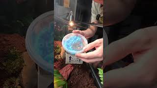 Download Lagu Unboxing My NEW Savana Monitor MP3