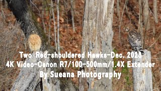 Two Red-shouldered Hawks-Dec. 2023-4K Video-Canon R7/100-500mm/1.4X Extender