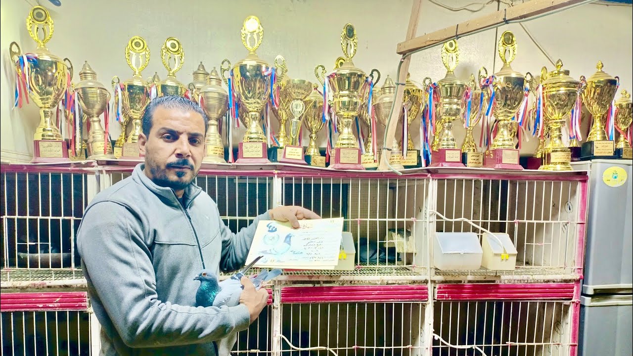 موجود مجموعه 😱 حمام زواجل الابطال💪 فيهم اول اسوان كسبانيين بجناحهم  عند ابو ساندي01286727240