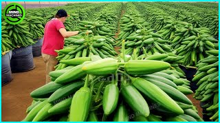 The Most Modern Agriculture Machines That Are At Another Level,How To Harvest Bell Peppers In Farm▶2