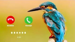 New 🔥 Bird 🐦 Sound Rington New Bird Sound Ringtones 2022🔥Best Top Tone screenshot 2