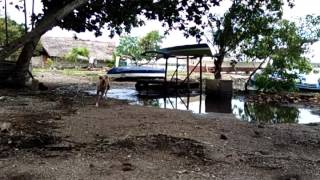 Running Great Dane (Slow Motion)