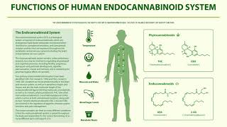 The Endocannabinoid System (ECS)