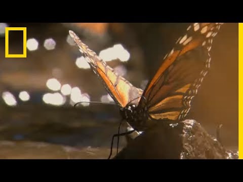 Vidéo: Quel Est Le Célèbre Papillon Monarque