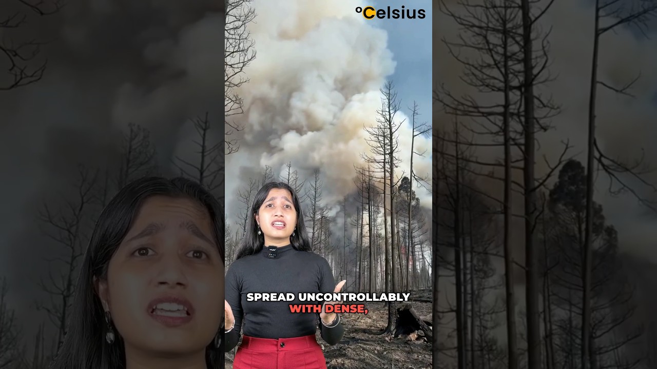 Каждое маленькое действие имеет значение! Спасите леса от пожаров | Фонд «Цельсий» | 