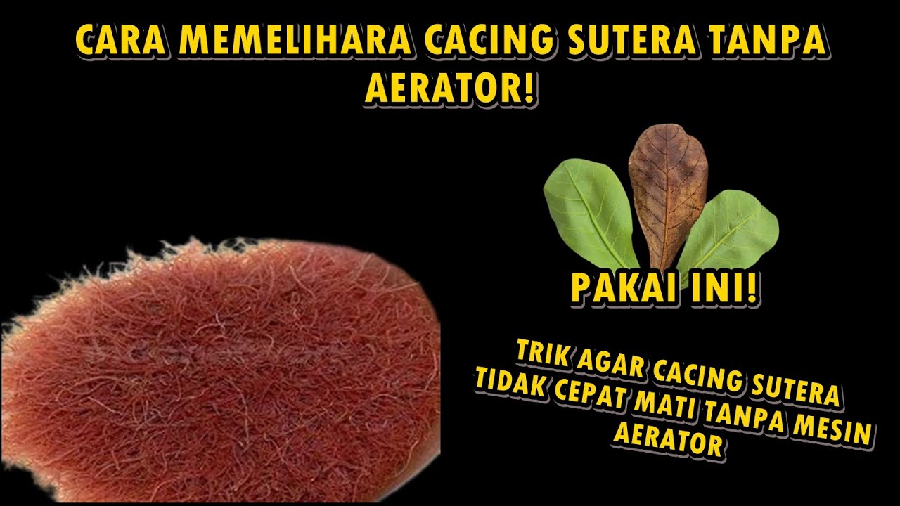 CARA MERAWAT CACING SUTRA AGAR AWET DAN TIDAK CEPAT MATI, TANPA MESIN AERATOR!