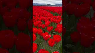 Tulip Garden in WA #beautiful #music  #tulip #calmdown #shorts #flowers #fyp #washington