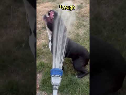 Dog loves this