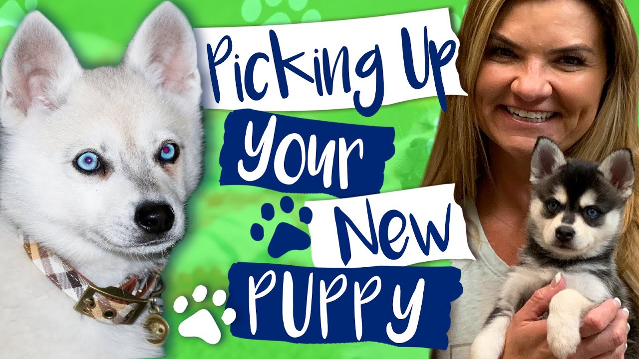 Picking Up Your New Alaskan Klee Kai Puppy 🐺Kika's Klee Kai, Huskies In Miniature