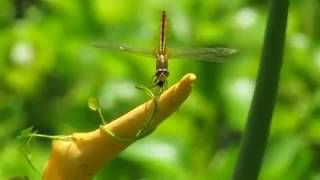 Dragonfly eats another dragonfly