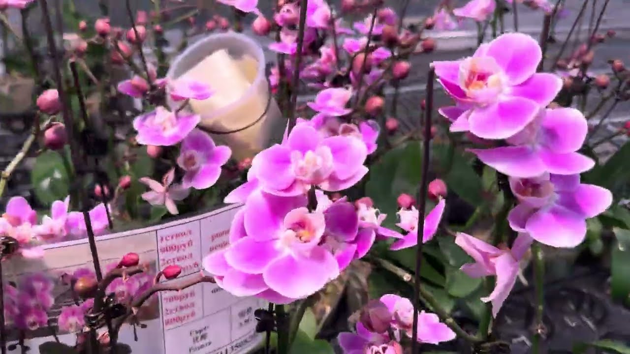 Сегодня посетили БАЙКАЛЬСКИЕ ЦВЕТЫ😍