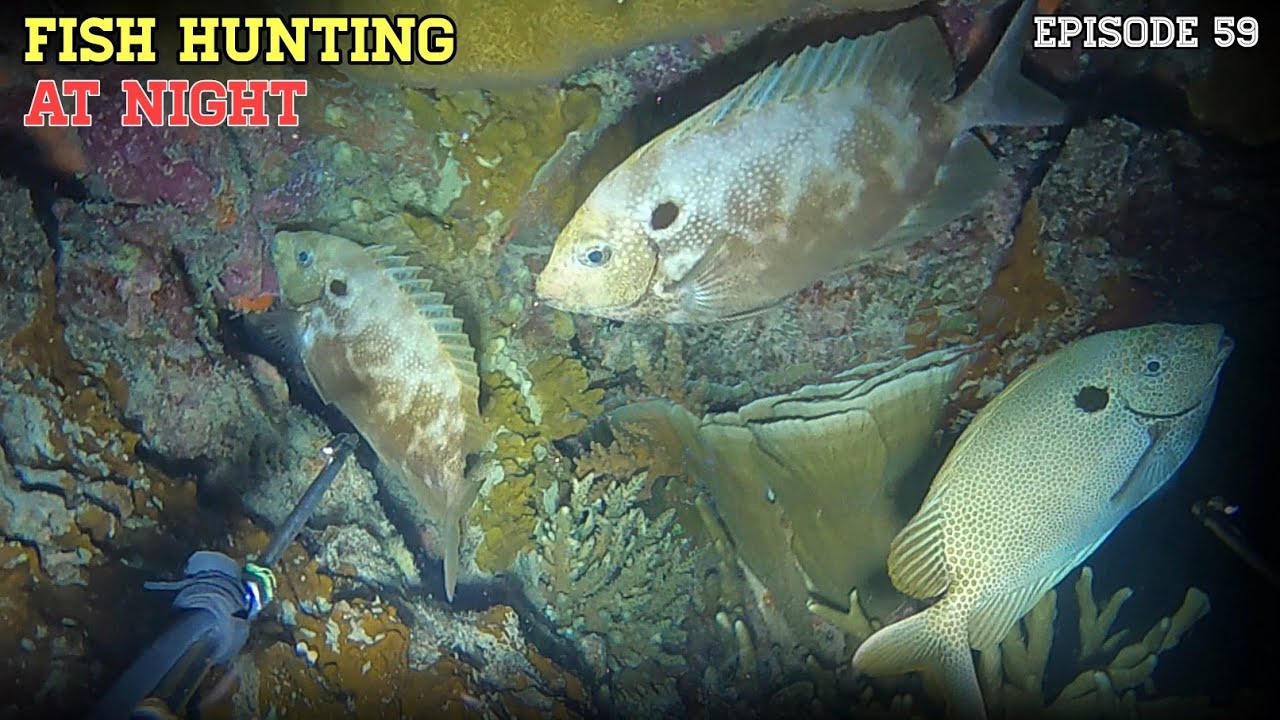 NIGHT SPEARFISHING EPISODE 59 FISH HUNTING AT NIGHT YouTube