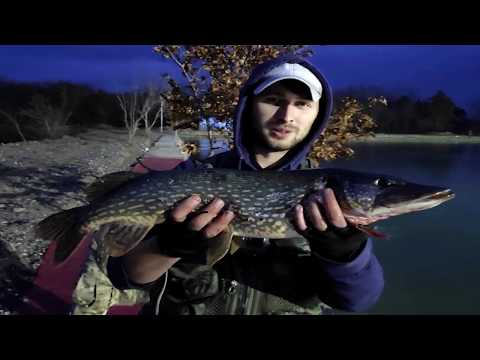 მონსტრი ქარიყლაპია .ვეფხვოს პირადი რეკორდი ( კონკურსი-პრიზები)