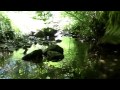 3 H MUSIQUE RELAXANTE | BRUITS NATURE & CHANTS OISEAUX | RELAX'ACTION