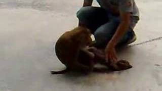Monkey doing sit ups and push ups