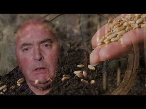 Domenica 4 dicembre, commento al vangelo di Luigi Verdi